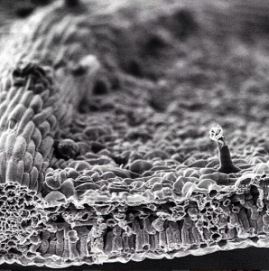 Microscopic Picture of a Plant Leaf