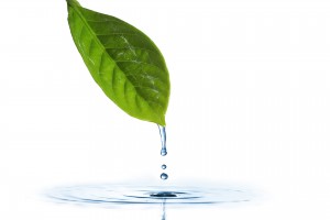 bigstock-Water-dripping-of-a-leaf-11953958